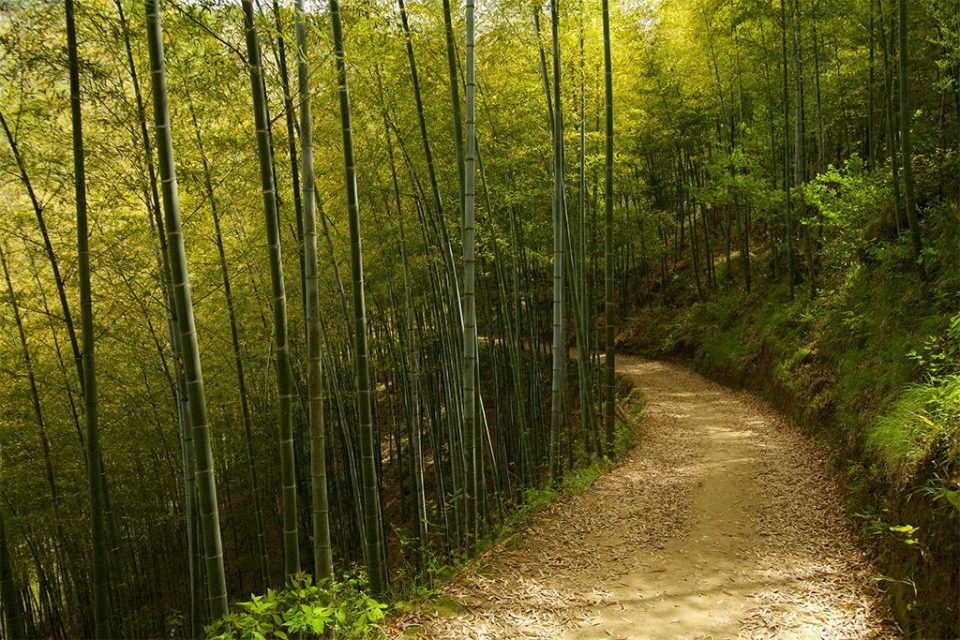 Trail | Chi King CC 2.0
