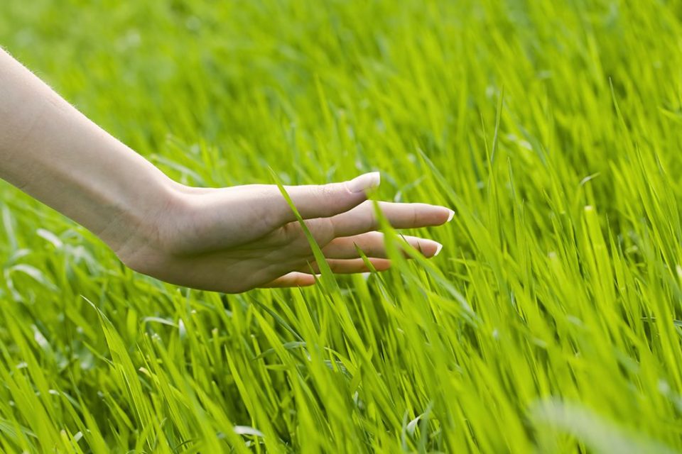 Grass Field