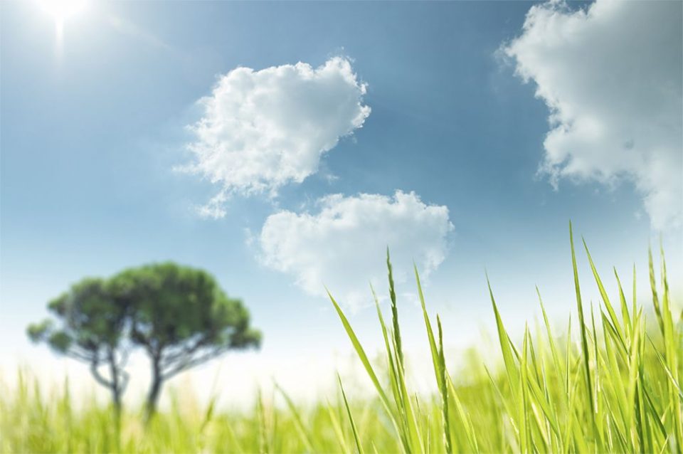 Grass field and sky