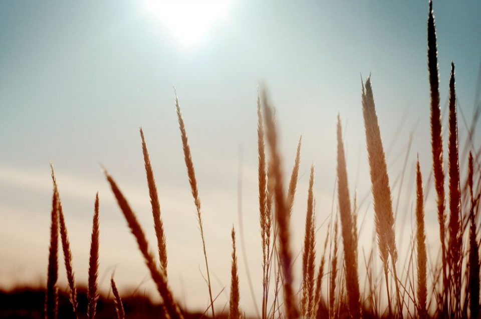 Reeds